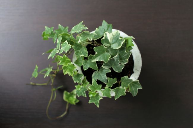 english ivy hedera helix best houseplants for beginners