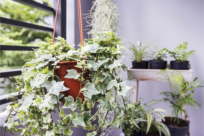 english ivy small hanging indoor plant