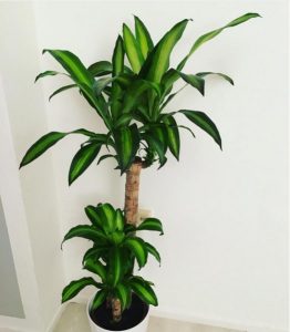 Indoor plant that can withstand sunlight