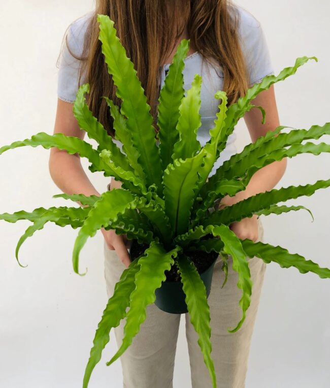 Person holding large plant 