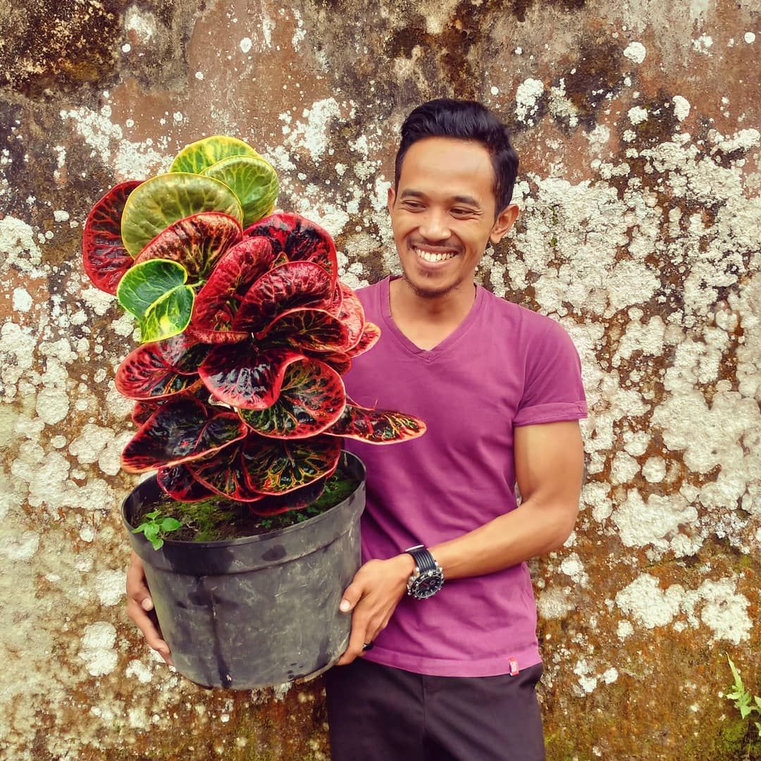 Fahri Orchid🌱 on Instagram: “I'm so into you Red Apple Giant Croton #puring #croton #houseplant” | Big leaf plants, Crotons plants, Hanging plants