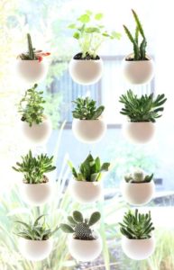 Indoor Plants that don't need Sun