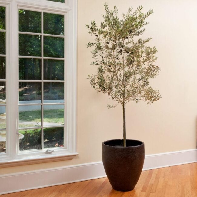 Large olive tree houseplant