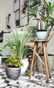 Tropical Indoor Plant Decorating Ideas