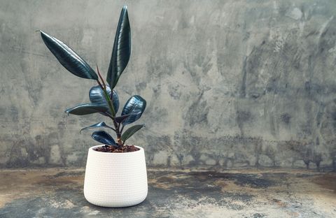 best indoor plants for health rubber ficus elastica plant