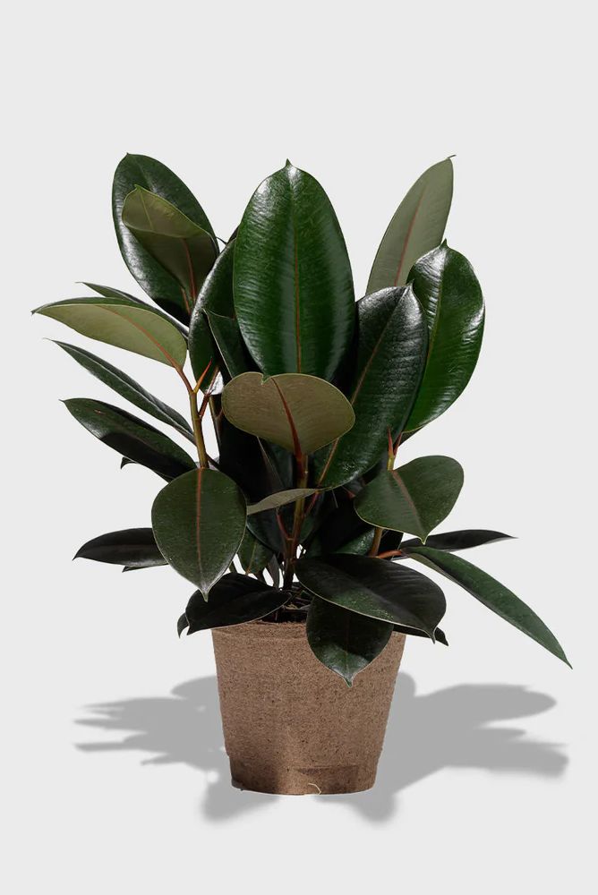 indoor plants