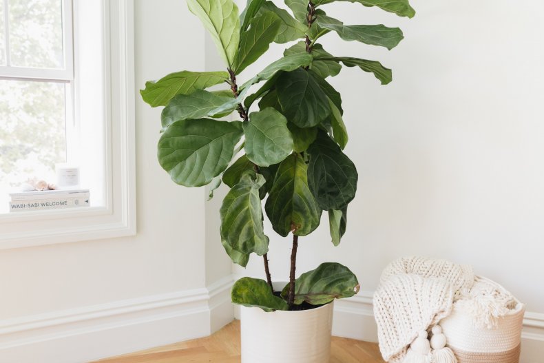 Fiddle-leaf fig