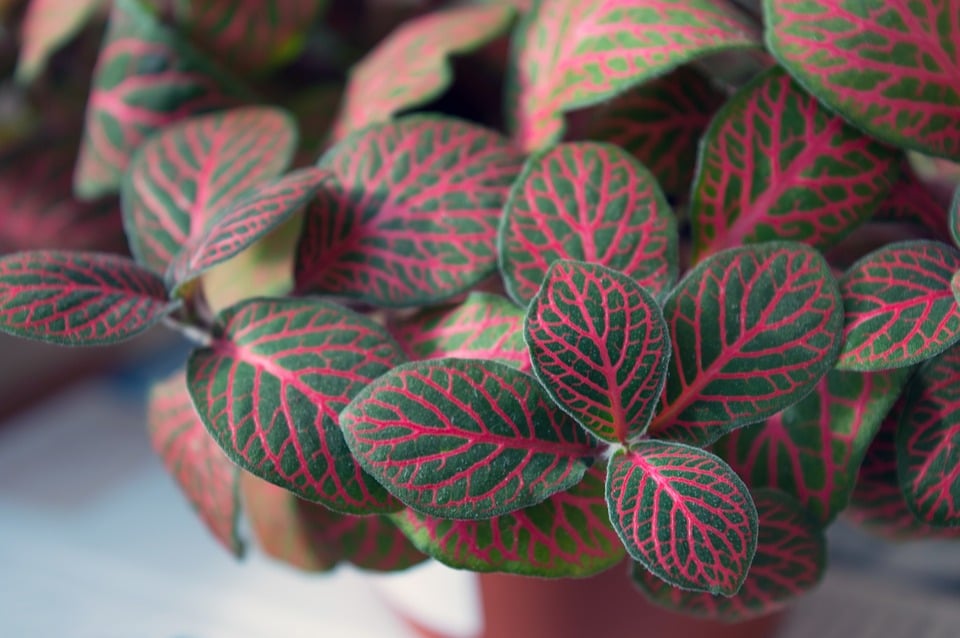 17 beautiful houseplants safe for cats