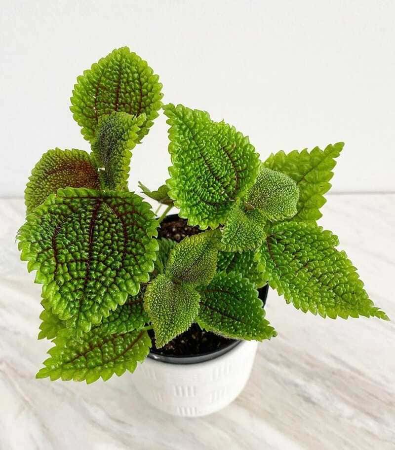 Friendship Plant indoor plants save for dogs and cats