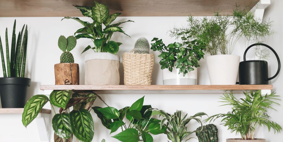 stylish wooden shelves with green plants and black watering can modern room decor cactus, dieffenbachia, asparagus, epipremnum, calathea,dracaena,ivy, palm,sansevieria in pots on shelf