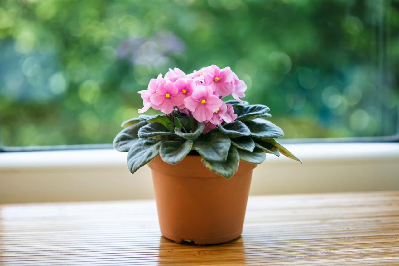 African Violet Care: How to Grow African Violets