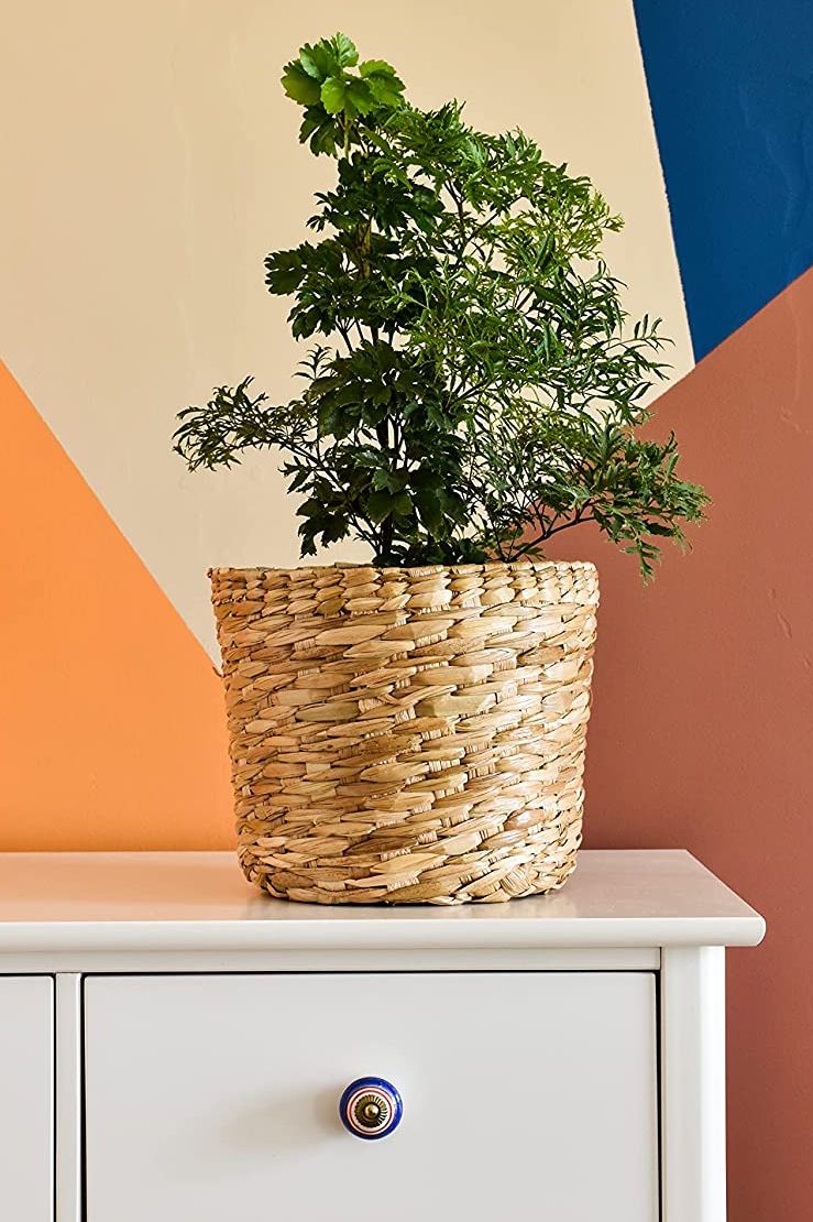 indoor trees, ming aralia in a basket on the dresser