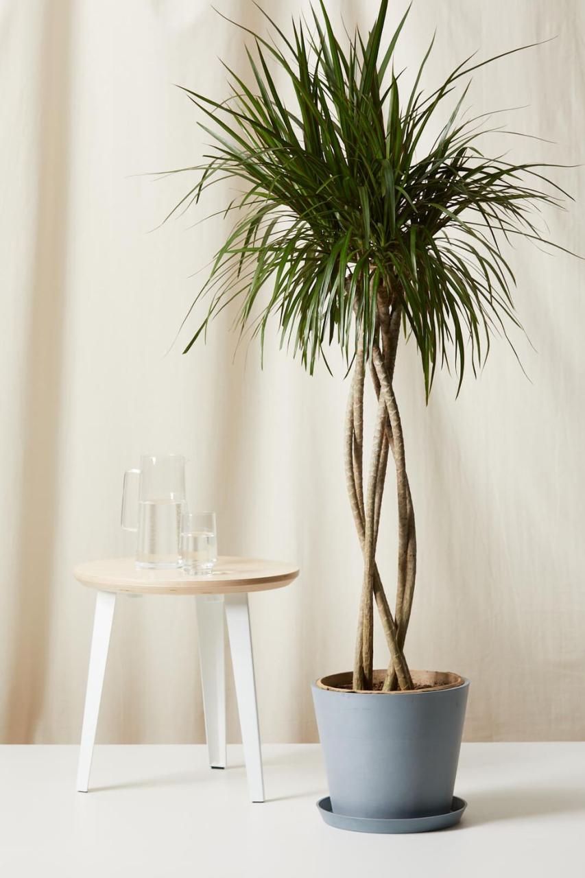 indoor trees, dracaena marginata in a blue pot