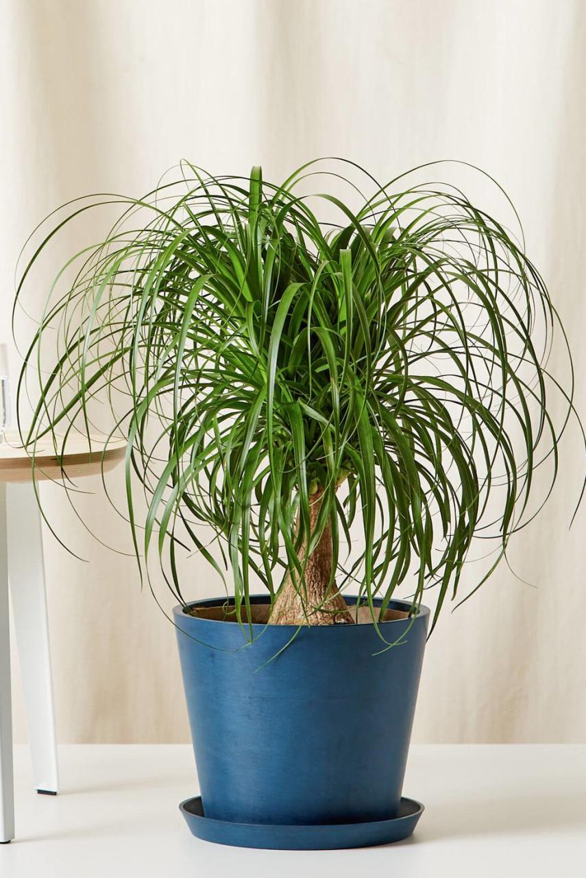 indoor trees, ponytail palm tree in a blue pot