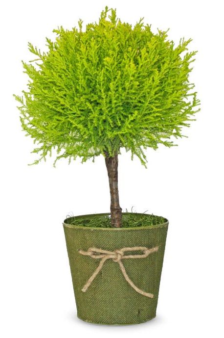 indoor trees, lemon cypress topiary