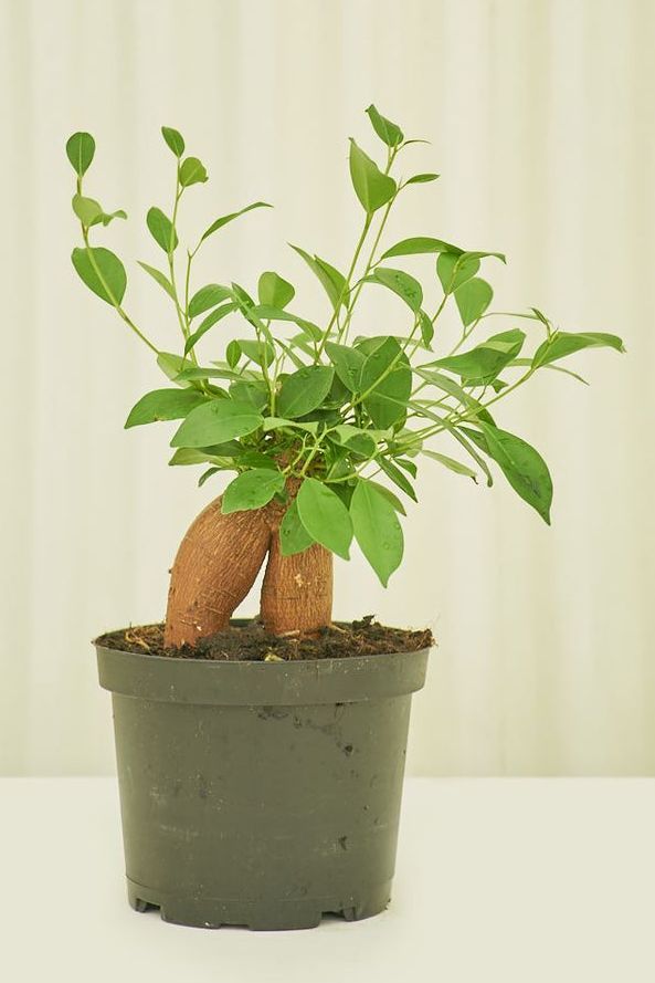 indoor trees, ficus ginseng in a pot