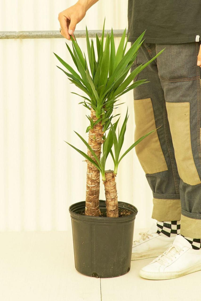 indoor trees, person standing over a yucca cane tree