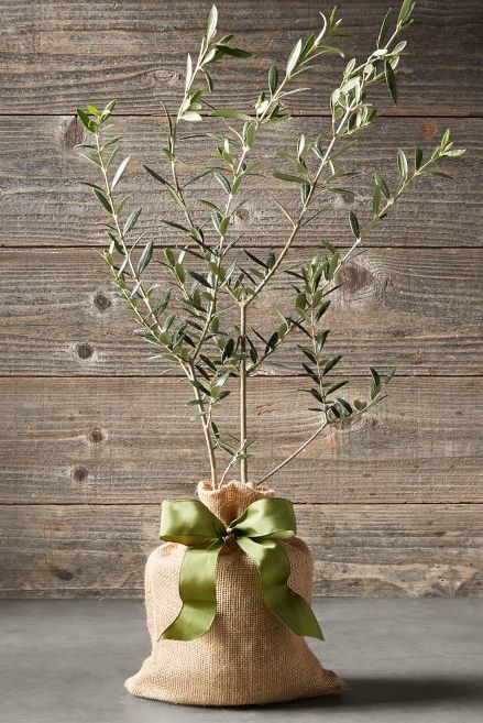 indoor trees, olive tree in burlap sack with green bow