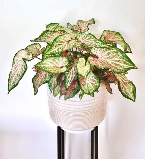 Ginger plant #houseplants #tricolor #decorhomeideas