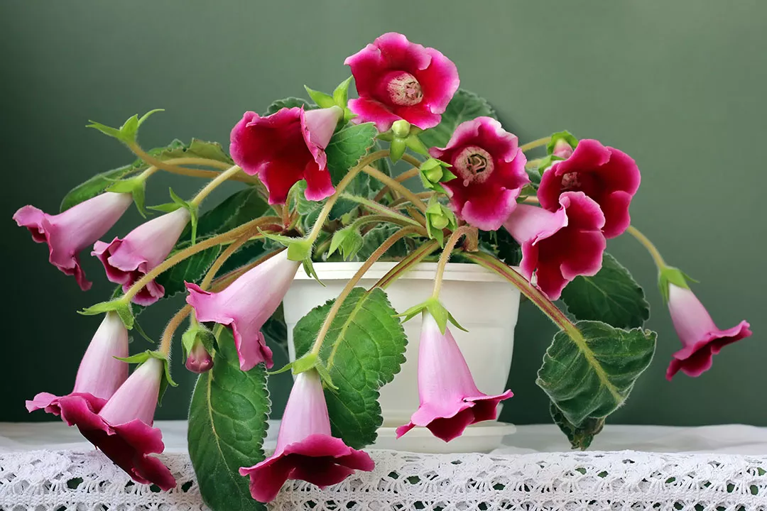 gloxinia