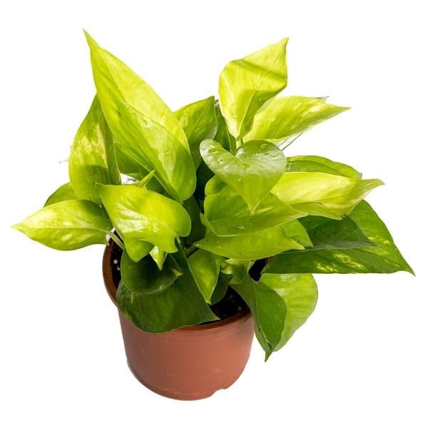 pothos_dorados