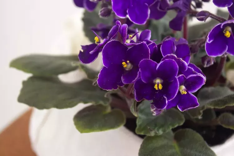 Close up of the purple blooms of an African violet plant