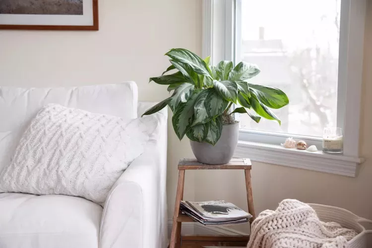 Chinese evergreen plant on a wooden pot stand at the side of a white soda