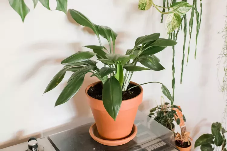 A cast iron plant in a terracotta pt sitting on top of a record player