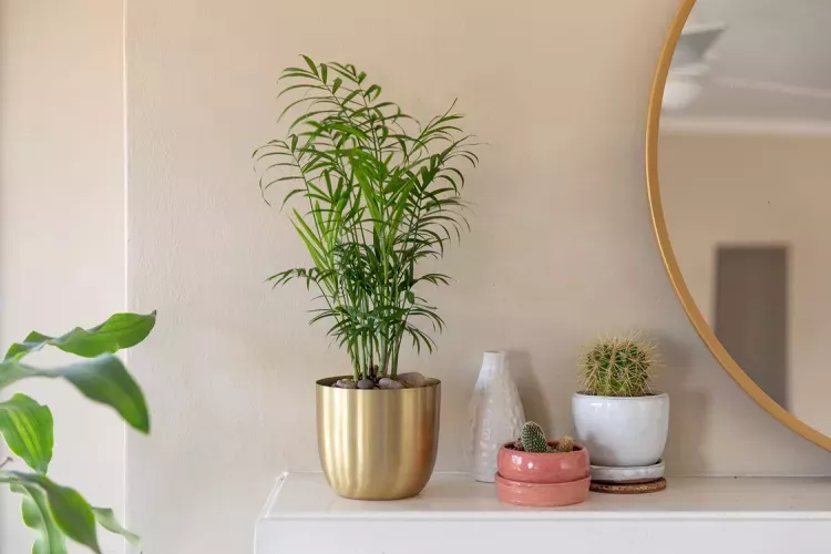 Parlor palm plant in a gold container on a shelf near a mirror