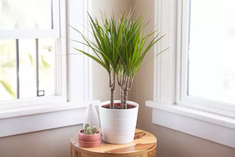 Dragon tree plant in a white pot in a corner spot in between two windows