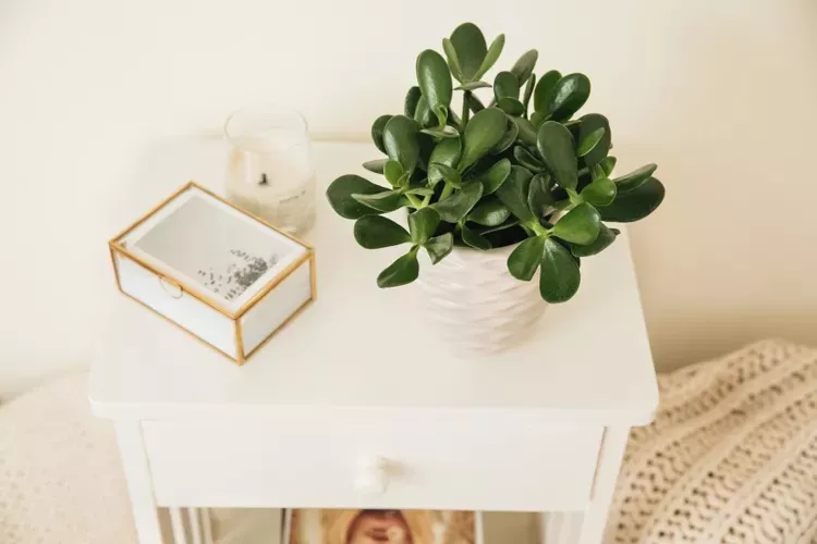 Jade plat on top of a white bedside cabinet