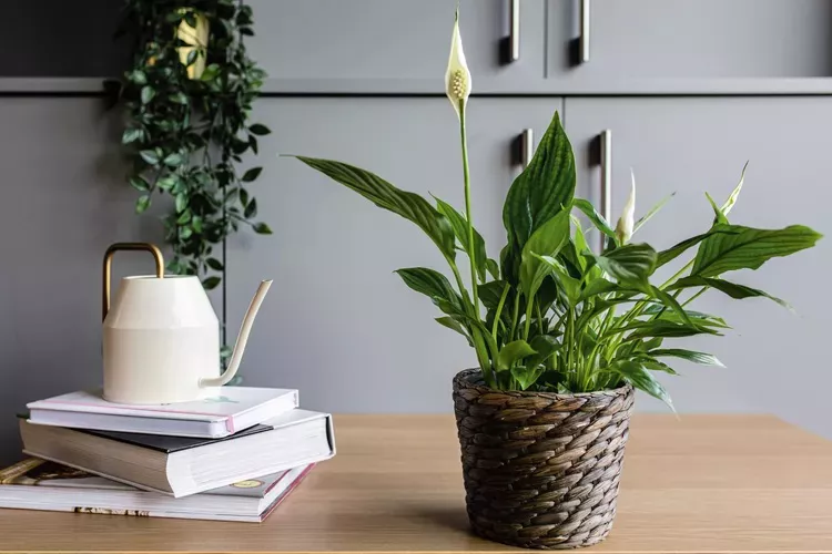 Peace lily in a woven pot on a desk beside a pile of books and a vintage watering can