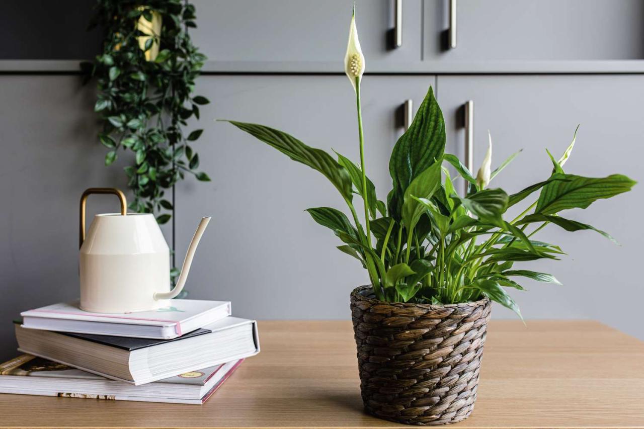 How to Grow and Care for Peace Lily Plants