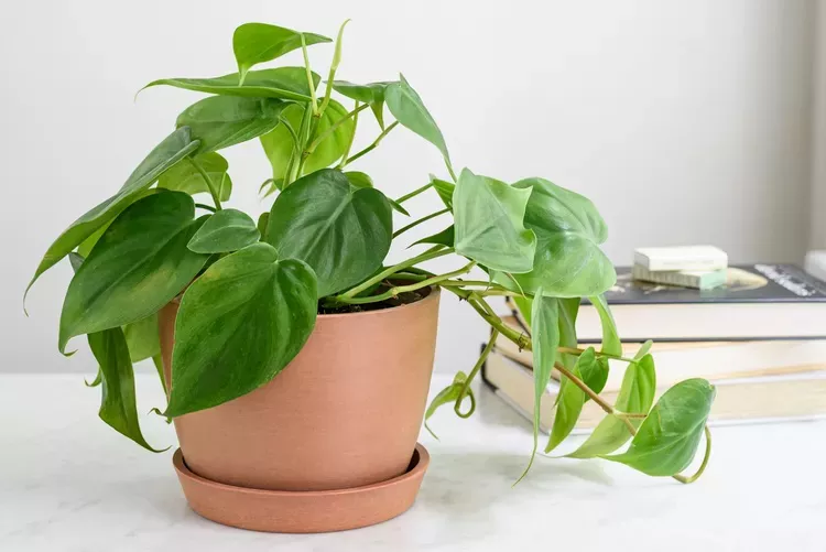 Philodendron in a terracotta color pot against a white background