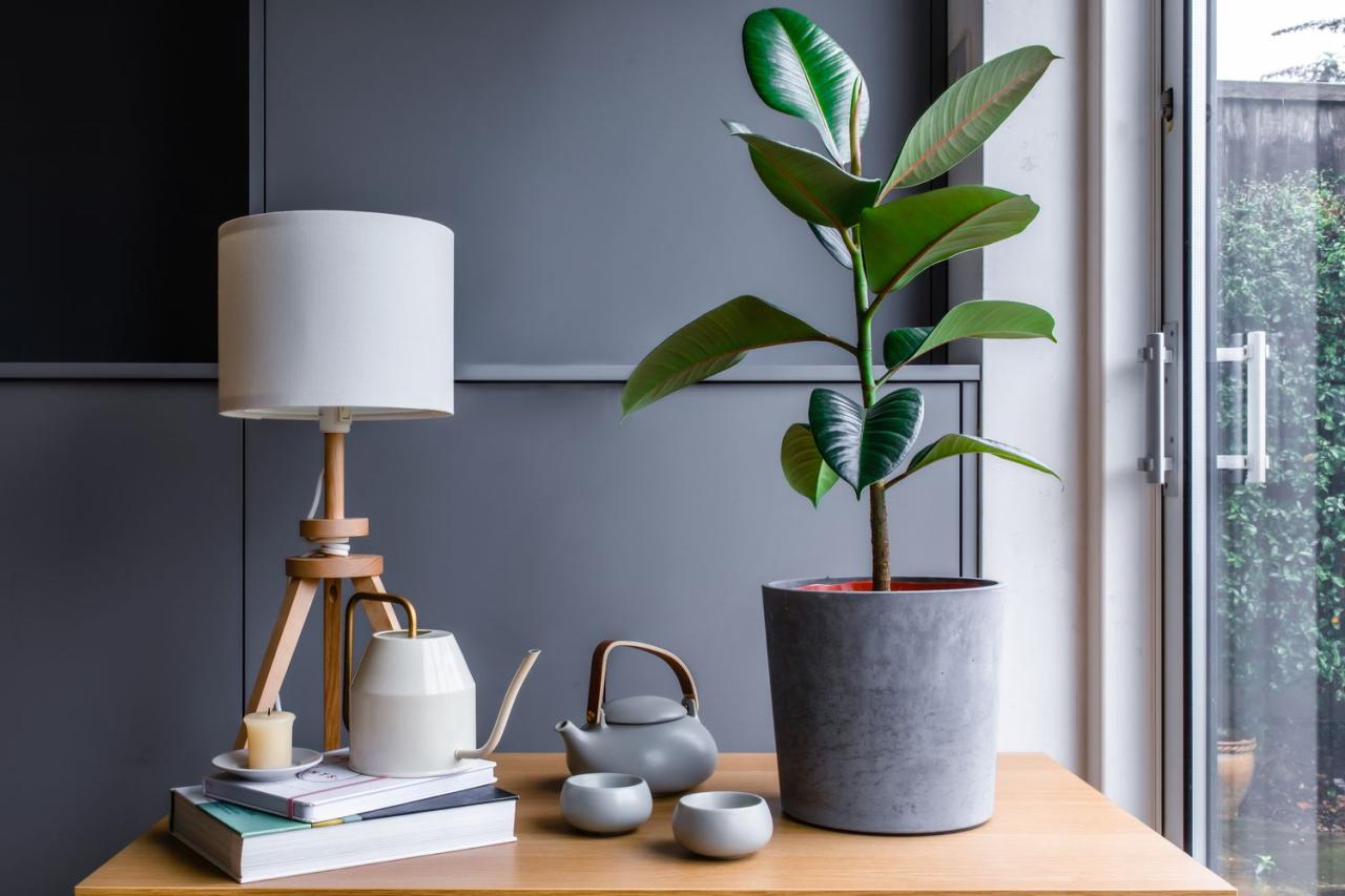 Ficus Elastica (Rubber Tree): Beginner Indoor Grow Tips