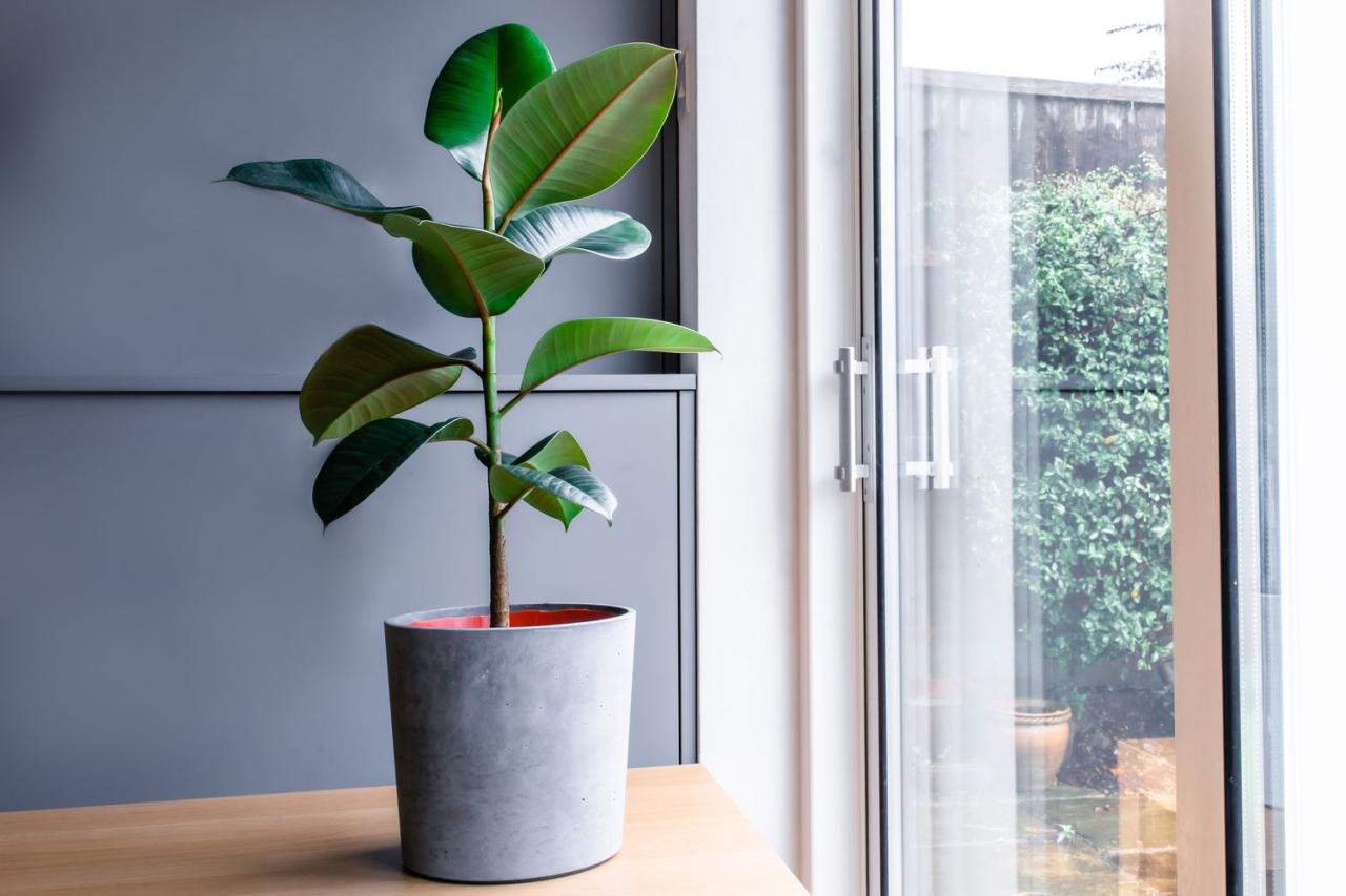 Ficus Elastica (Rubber Tree): Beginner Indoor Grow Tips