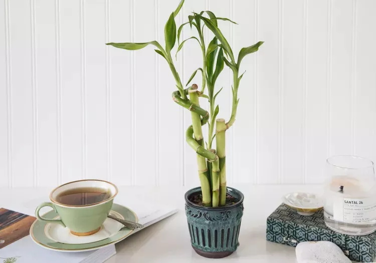 Lucky bamboo in a blue container on a desk beside a cup of tea