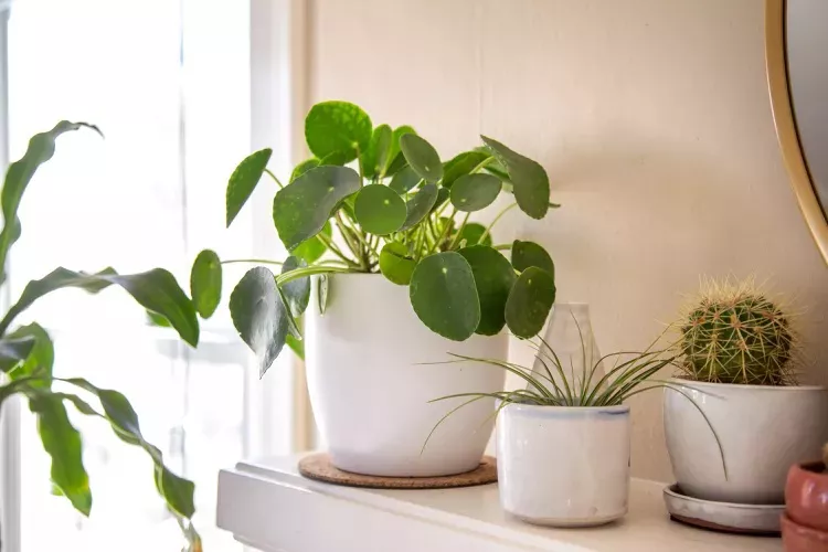 Chinese money plant on a shelf in a white pot alongside other plants