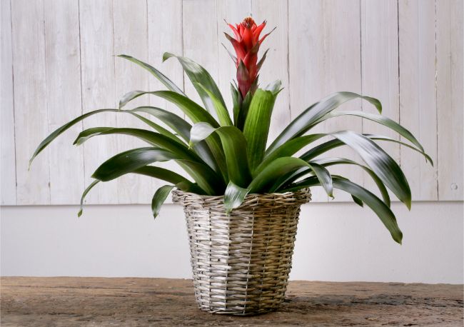 guzmania bromeliad best houseplants for beginners