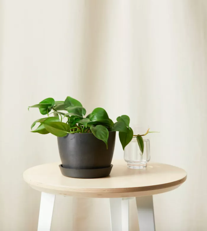 Heartleaf Philodendron