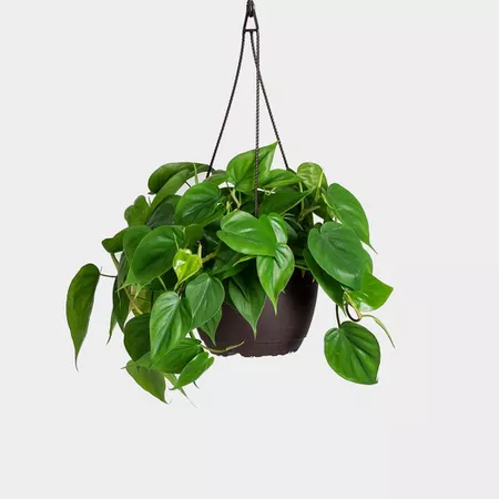 Heartleaf Philodendron in a black hanging planter