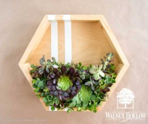 hexagon-succulent-planter