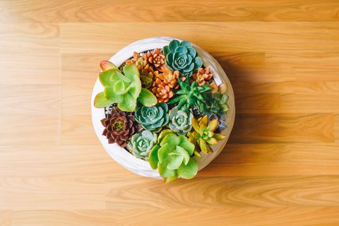 a potted succulent terrarium