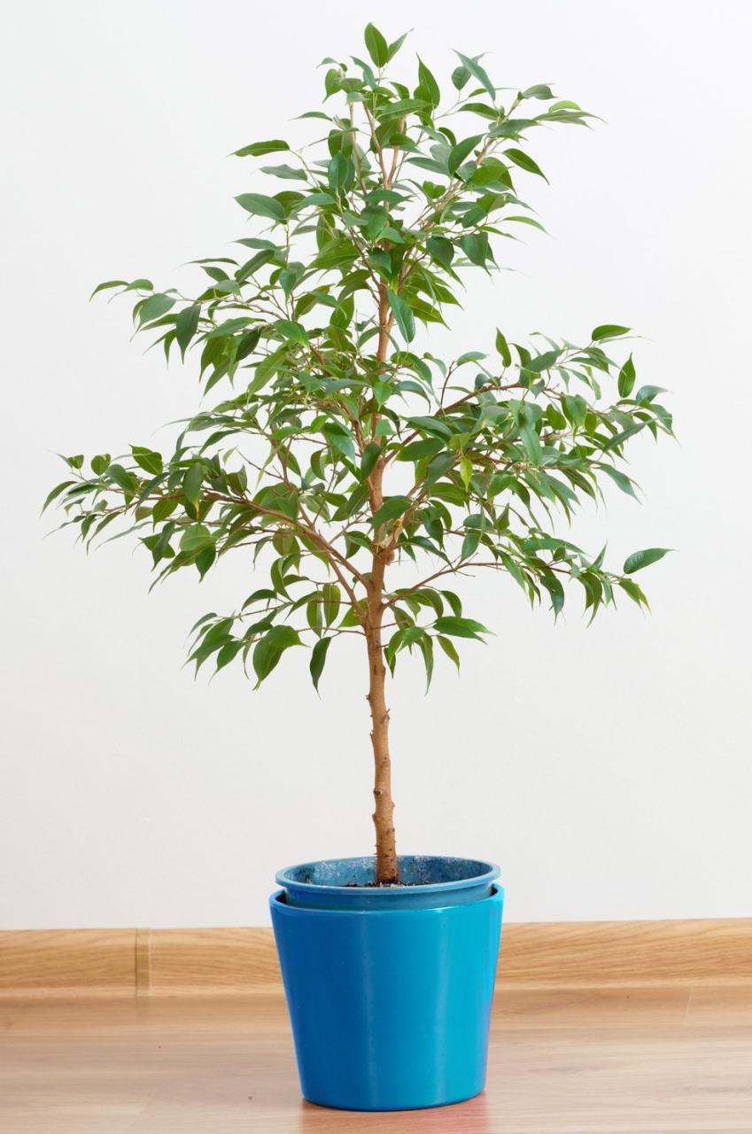 indoor trees, weeping fig indoors in a blue pot