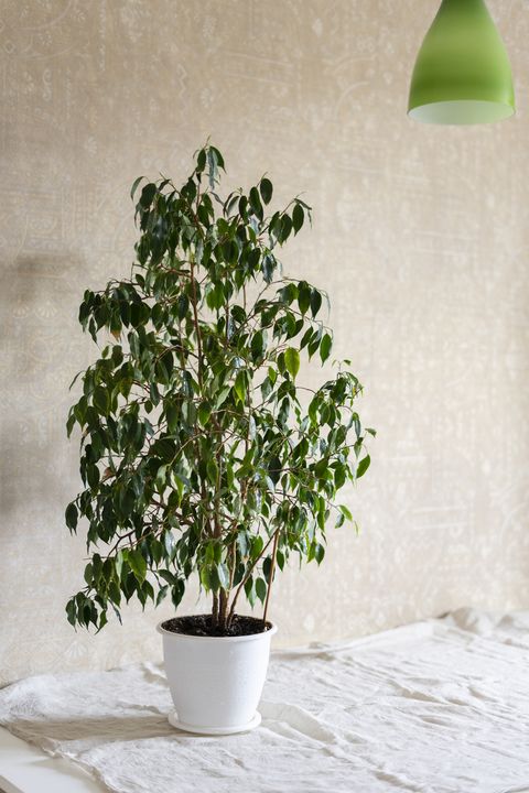 houseplant on table in front of wall at home