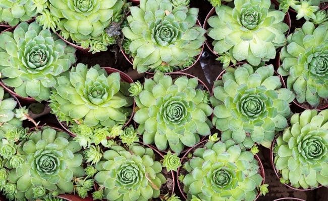 sempervivum hen and chicks