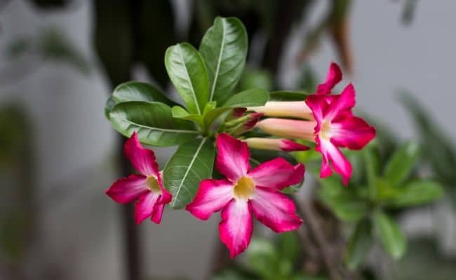 adenium obesum