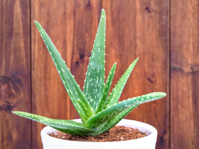 houseplants for direct sunlight aloe vera