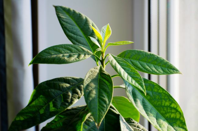 indoor avocado tree