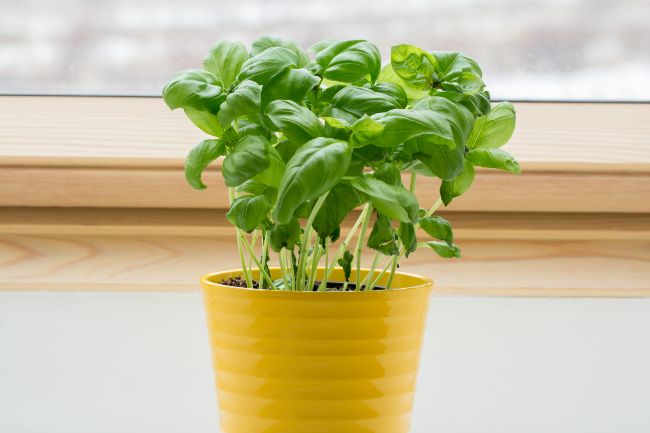 houseplants for direct sunlight basil